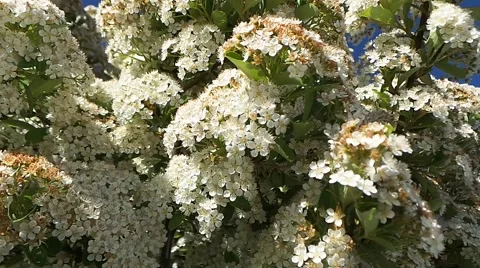 Tree with carnations Video stock 50885026