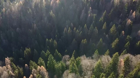 Tree carpet Stock Footage 120830579