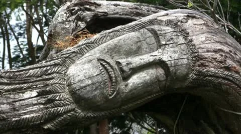 Tree carving close up Video stock 11347696