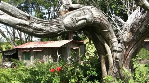 Tree carvings Stock-Footage 11316586