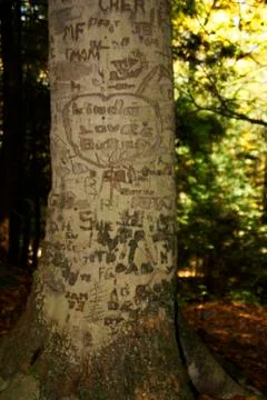 Tree with carvings Stock Photos