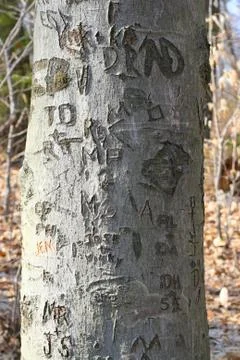 Tree carvings Stock Photos