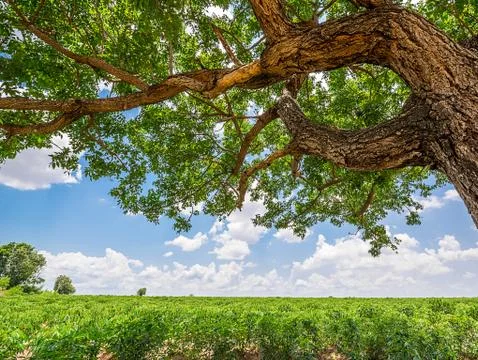 Tree in cassava field Stock Photos