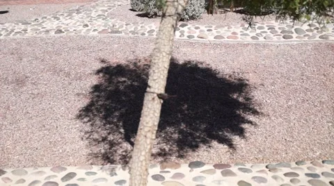 Tree Casting Shadow Stock Footage 40300937
