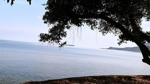 A tree is casting a shadow on the water Stock Photos