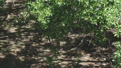 Tree casting shadows Video stock 106357852