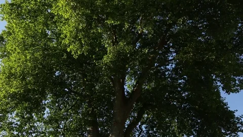 Tree in a castle garden Stock Footage 77294441