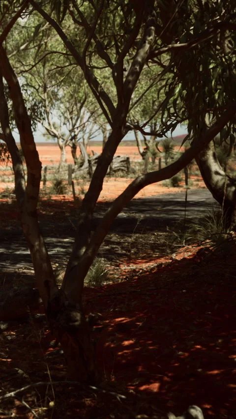 Tree casts shadow on dusty road near lake in outback Australia Video stock 347052449