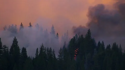 Tree Catching on fire in Forest Fire Stock Footage 41832383