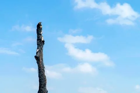 The tree caught fire on the blue sky background. Stock Photos