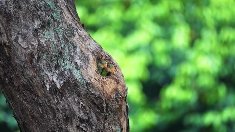 Tree Cavity Hole With Newborn Red-breasted Parakeets Nesting Inside. Selective 動画素材 315427272