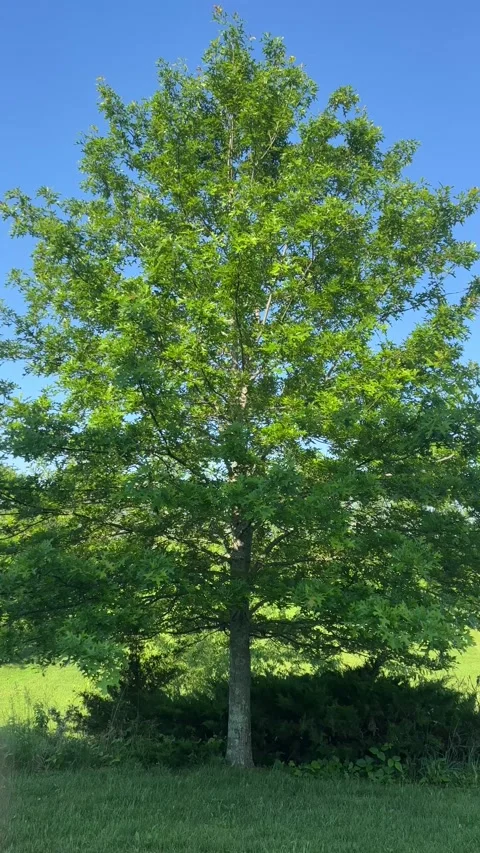 Tree in center of frame in front of a lush green field Stock Footage 196117809
