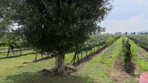 Tree Center Framing Vineyard Rows Netting Queretaro Wine Region Central Stock Footage 345439336