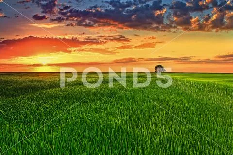 The tree in the cereal field stand against the background of sunset Stock Photos