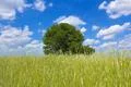 The tree in the cereal (wheat) field by the sky with puffy clouds background Photo