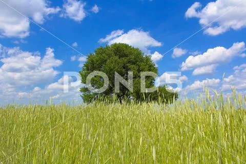 The tree in the cereal (wheat) field by the sky with puffy cloud background Stock Photos