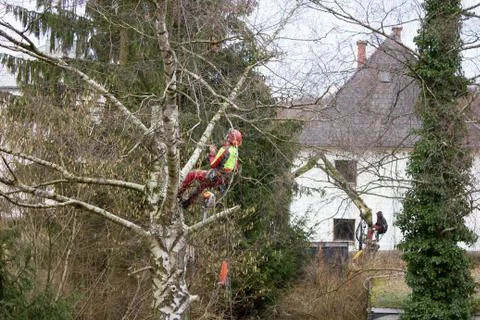 Tree, chainsaw, cut, surgeon, worker, branches, forester, protective, Stock Photos