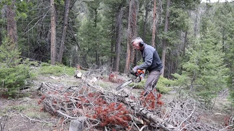 Tree Chainsaw Video stock 274563005