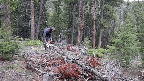 Tree Chainsaw Video stock 274563010