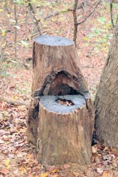 Tree chair Stock Photos