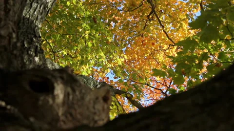 Tree with changing leaves in the fall Stock-Footage 5164055