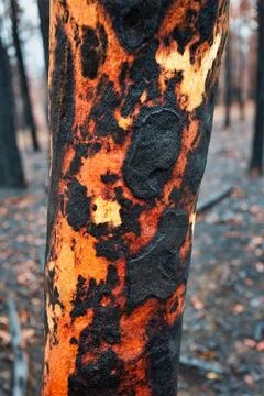 Tree with charred burnt patterns on its trunk after bushfires Stock Photos