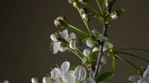 Tree cherry blossoms bloom on dark background Stock Footage 133778969