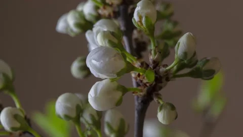 Tree cherry blossoms bloom on dark background Stock Footage 133779529
