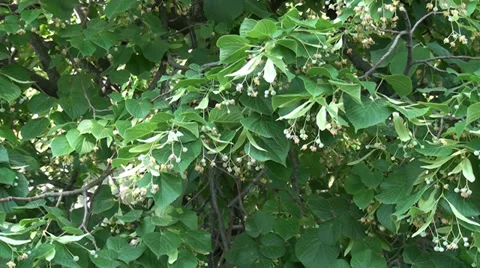 Tree cherry by an early summer Stock Footage 39718948