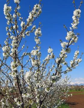 Tree of cherry with white flowers in spring Stockfoto's