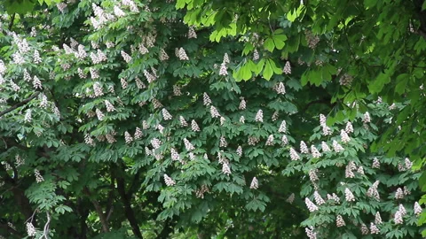 Tree of chestnut blooming Stock Footage 96335920