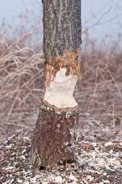 Tree Chewed by a Beaver Stock Photos