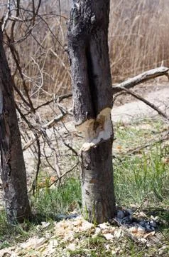 Tree chewed on by beaver Stock Photos