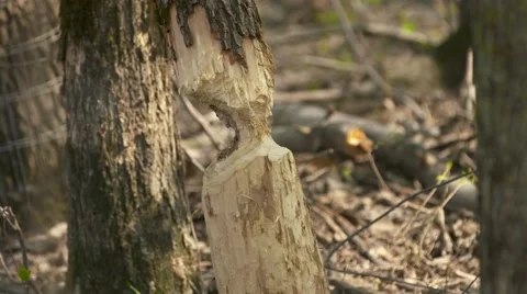 Tree chewed by beaver shadows Stock Footage 65156016