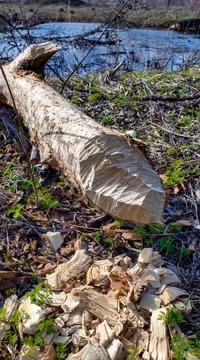 A tree with chips gnawed by beavers on a sunny day, Stock Photos