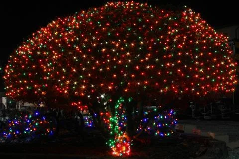Tree with christmas lights Stock Photos
