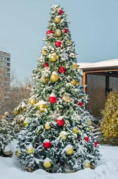 Tree christmas Stock Photos