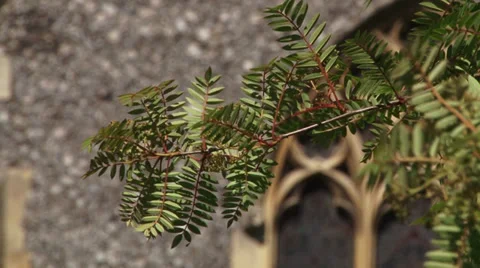 Tree by the church Stock Footage 30569750