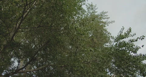 Tree Cinematic Stock Footage 255147999