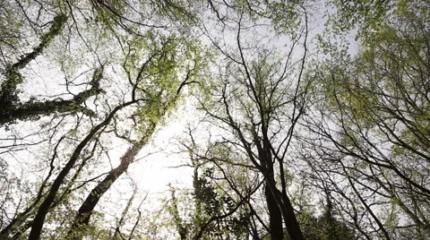 Tree circle Stock Footage 47130026