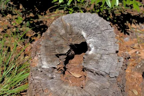 Tree Circle Hole Stock Photos