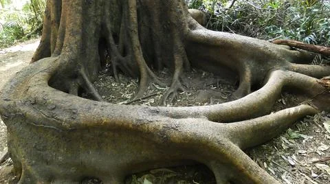 Tree Circle Stock-Fotos