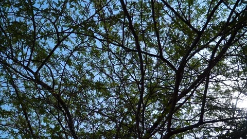 Tree in circular motion Stock Footage 121767013