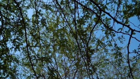 Tree in circular motion Video stock 121767395