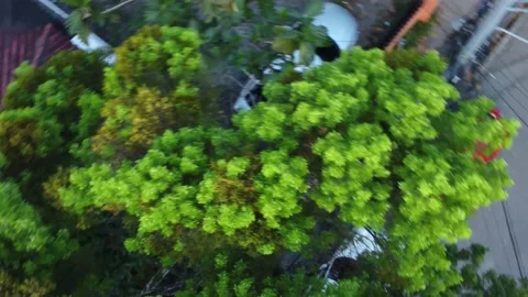 A tree in the city from above Video stock 199092443