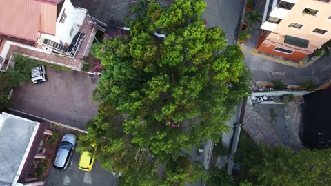 A tree in the city from above Video stock 199093181