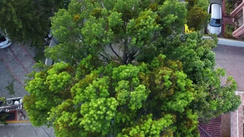 A tree in the city from above Video stock 199107608
