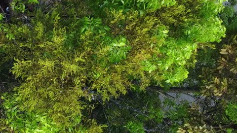 A tree in the city from above Video stock 199107761