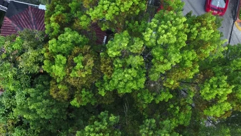 A tree in the city from above Video stock 199108689
