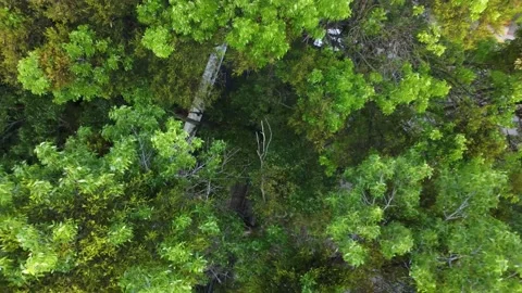 A tree in the city from above Video stock 199109294